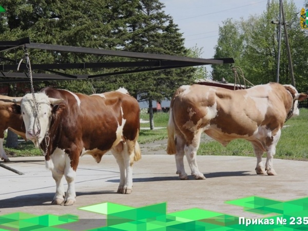 10 апреля 2025  Министерством сельского хозяйства Российской  Федерации издан  приказ № 235, которым утверждена методика оценки племенных быков-производителей.