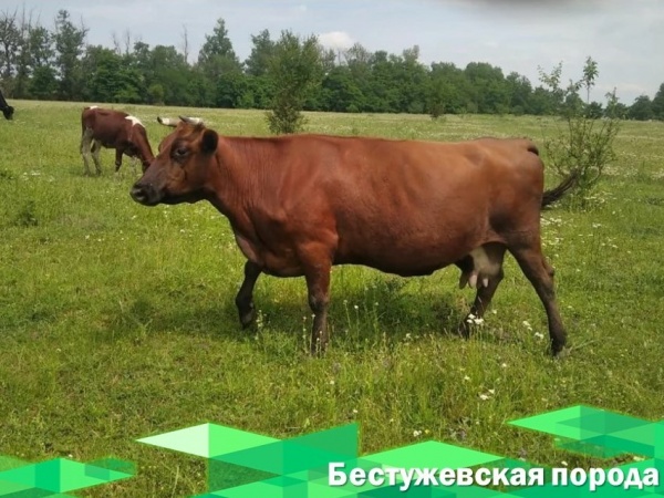 Бестужевскую породу крупного рогатого скота восстановят в России