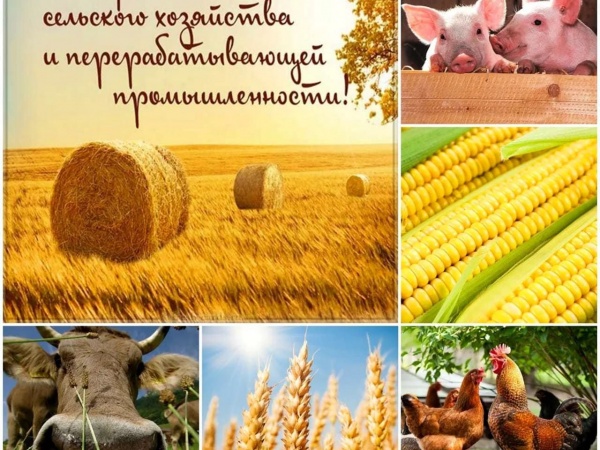 Дорогие труженики полей, ферм и агропромышленных комплексов!