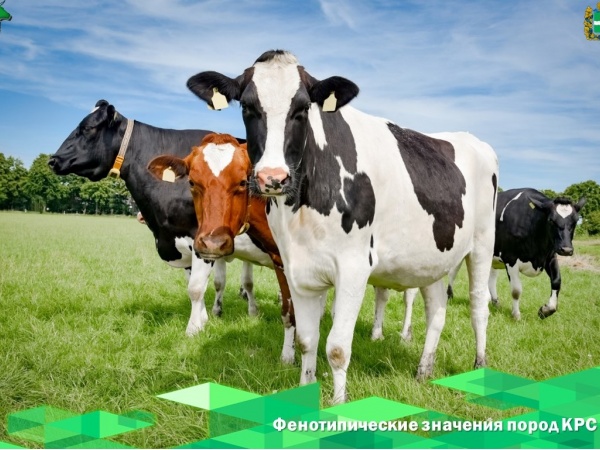 Фенотипические значения пород КРС