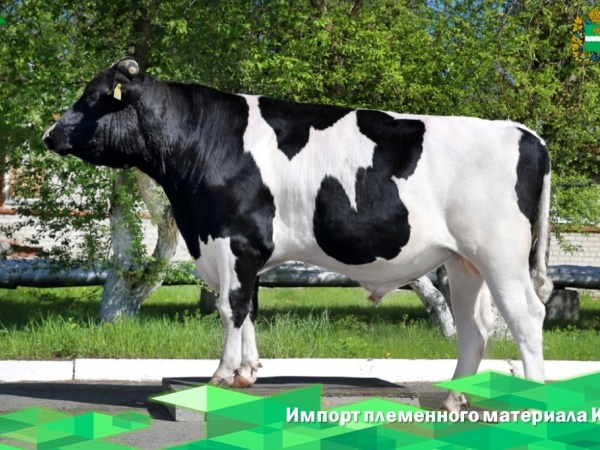 Импорт племенного материала КРС в Россию сократился на 30% за два года