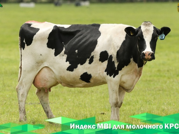 Индекс MBI для молочного КРС будет дополнен новыми показателям
