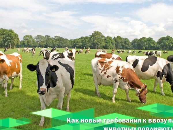 Как новые требования к ввозу племенных животных повлияют на рынок?