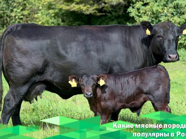 Какие мясные породы КРС популярны в России?