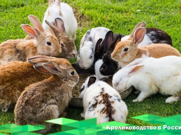 Лучшие породы кроликов для фермерского разведения в России