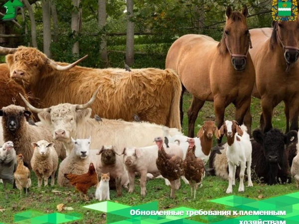 Минсельхоз России обновляет требования к племенным хозяйствам