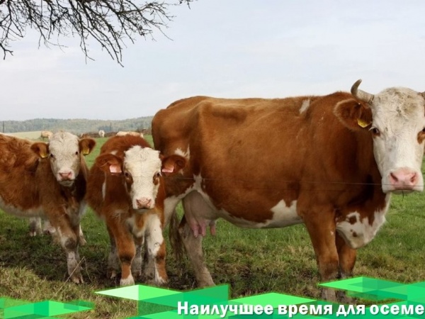 Наилучшее время для осеменения: баланс между генетикой и физиологией: