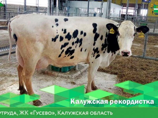 ООО "ЭкоНива" выбрала 5 коров с самой высокой продуктивностью