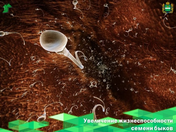 Петербургские ученые нашли способ, как вдвое продлить жизнеспособность семени быков