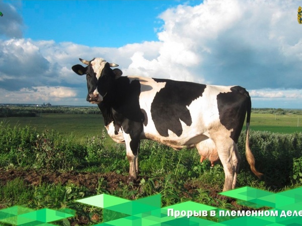 Прорыв в племенном деле