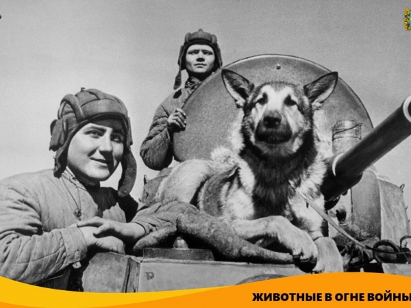 "Животные в огне войны"