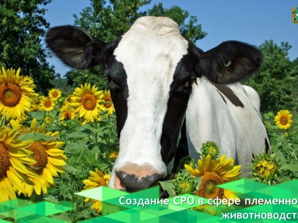 Регионы России готовятся к созданию СРО в сфере племенного животноводств