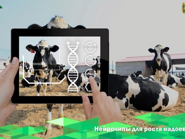 Российские ученые первыми в мире внедрили коровам нейрочипы для роста надоев