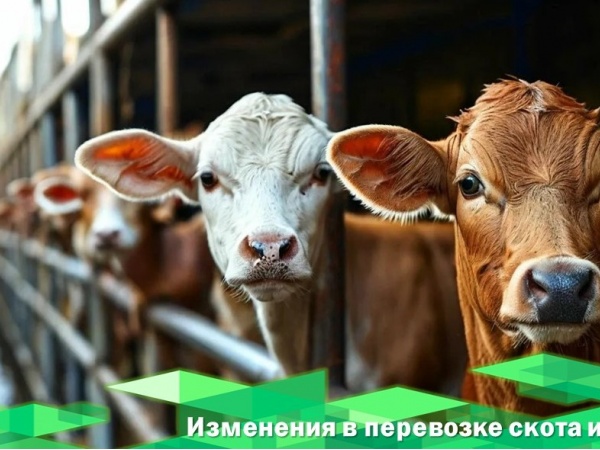 С 1 сентября вступают новые ветеринарные правила перевозки и перегонки сельскохозяйственных животных и кормов.