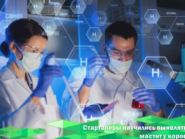 Стартаперы научились выявлять мастит у коров с помощью датчика на ошейнике