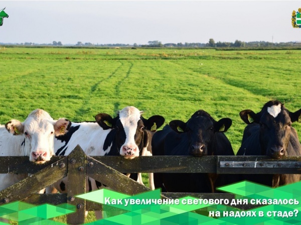 Как увеличение светового дня в коровнике сказалось на надоях в стаде