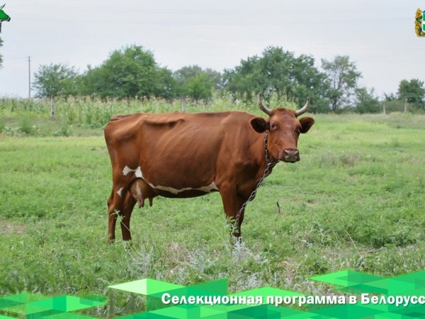 В Белоруссии стартовала программа по выведению красной породы крупного рогатого скота.