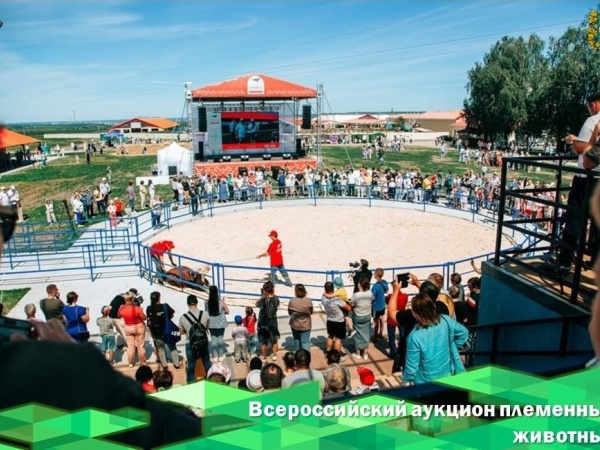 Всероссийский аукцион племенных животны