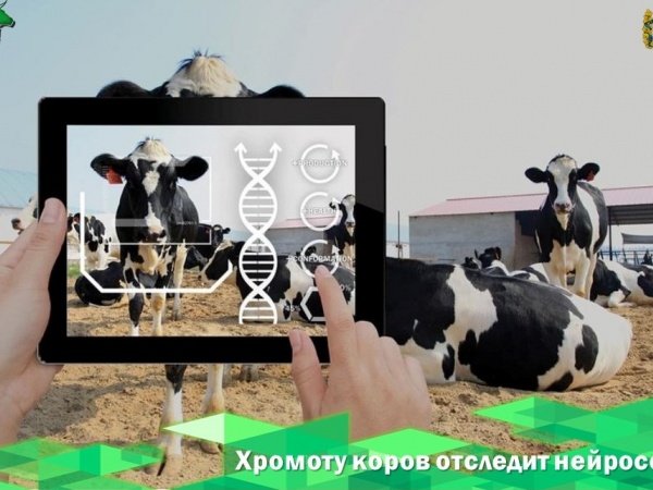 Хромоту коров отследит нейросеть