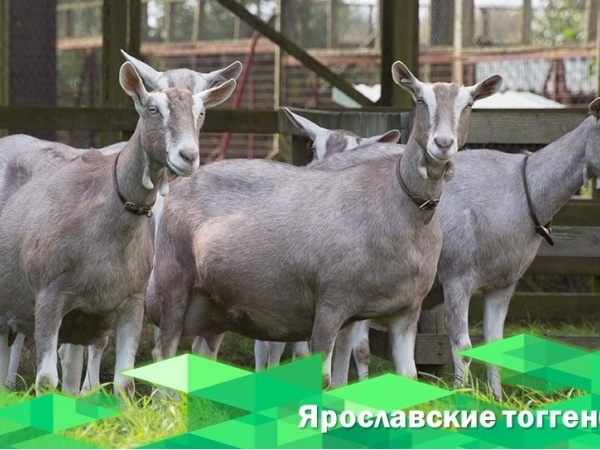 Ярославские тоггенбурги