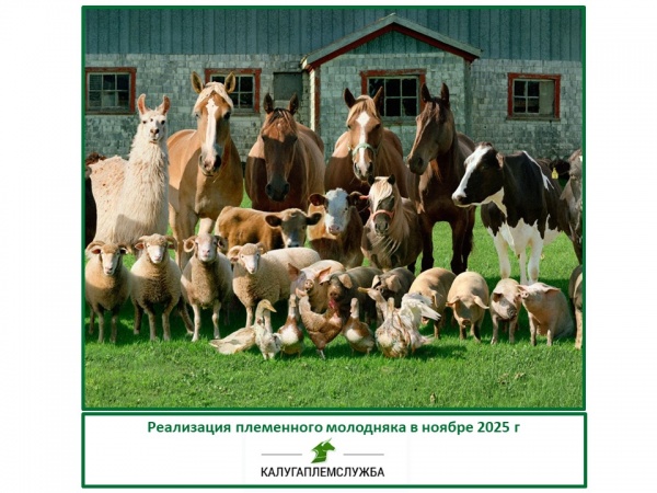 Реализация племенного молодняка в ноябре 2025