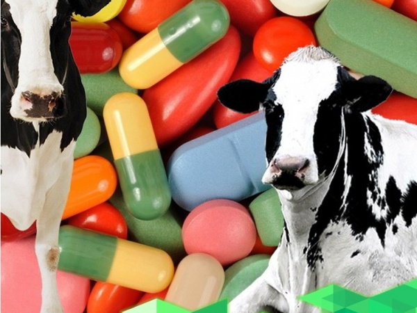 Антистресс-витаминные программы помогают снизить риски снижения продуктивности животных из-за технологических процессов и стресса