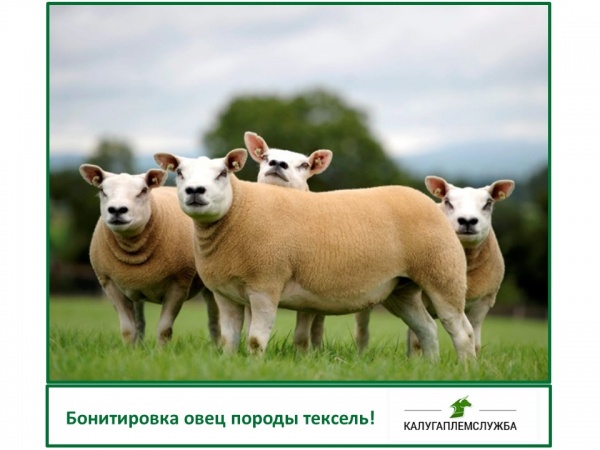 Бонитировка овец породы тексель!