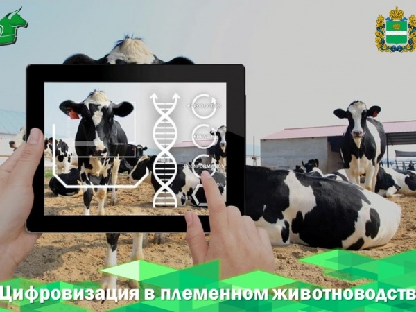 Цифровизация в племенном животноводстве