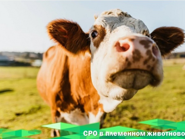 Госдума приняла закон о создании саморегулируемых организаций в племенном животноводстве.