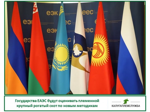 Государства ЕАЭС будут оценивать племенной крупный рогатый скот по новым методикам