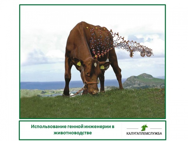 Использование генной инженерии в животноводстве