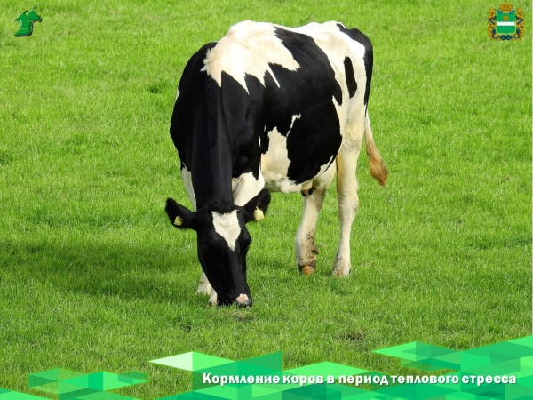 Как наладить кормление коров в период теплового стресса