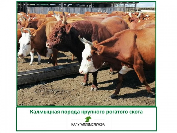 Калмыцкая порода.