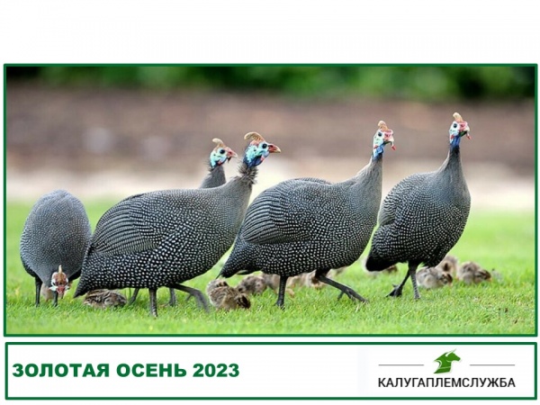 Калужские цесарки на выставке ЗОЛОТАЯ ОСЕНЬ 2023