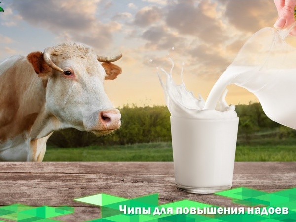 Коровам собираются ставить чипы для повышения надоев