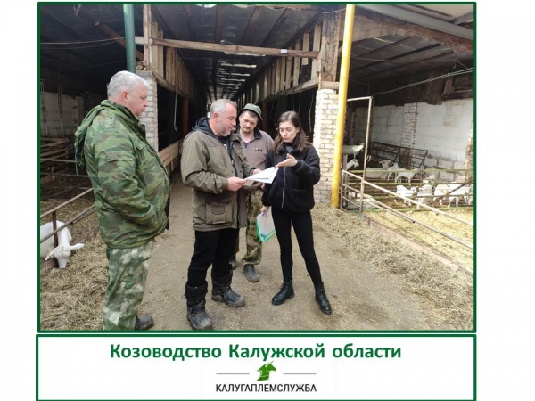 Козоводство в Калужской области