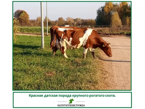 Красная датская порода крупного рогатого скота.