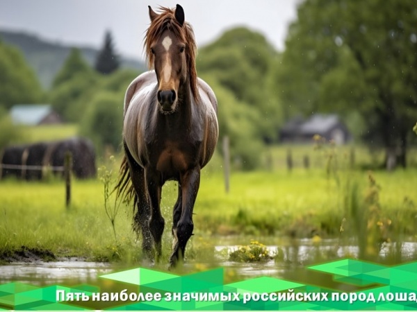 Лошади являются частью культурного и хозяйственного ландшафта России