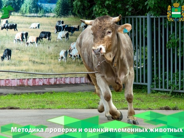 Методика проверки и оценки племенных животных