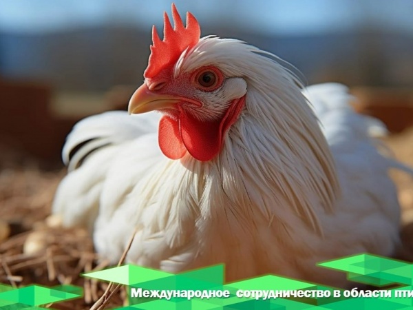 Международное сотрудничество в области птицевлдства