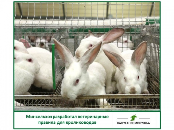 Минсельхоз разработал ветеринарные правила для кролиководов