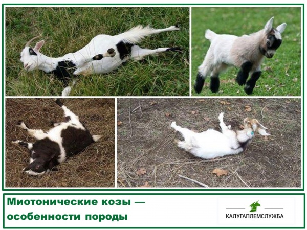 Миотонические козы — особенности породы