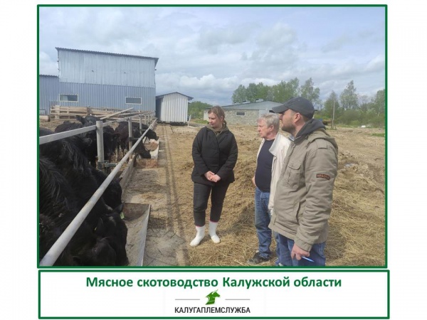 Мясное скотоводство Калужской области