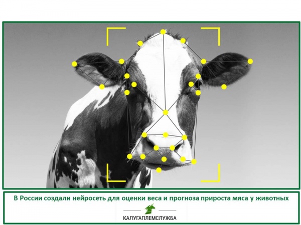 Нейросеть для оценки веса