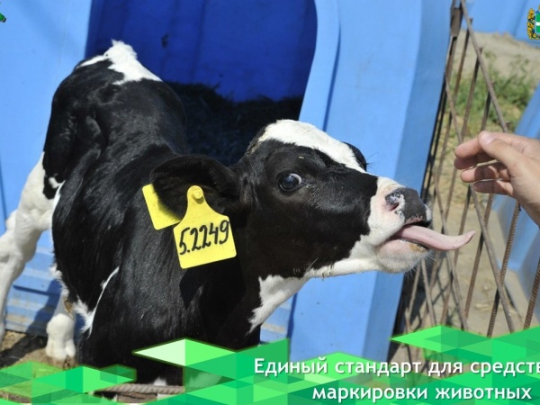 Необходим единый стандарт для средств маркировки животных в Росси