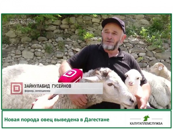Новая порода овец выведена в Дагестане
