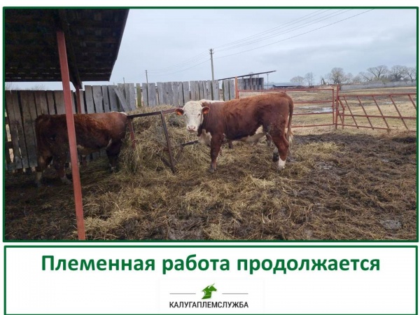 Племенная работа продолжается