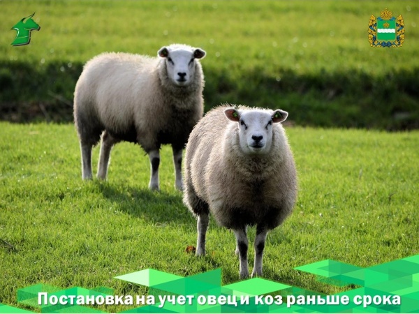 Постановка на учет овец и коз раньше срока