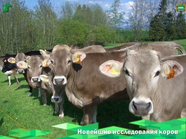Правда ли, что молоко от рогатых коров полезнее, чем от обезроженных?