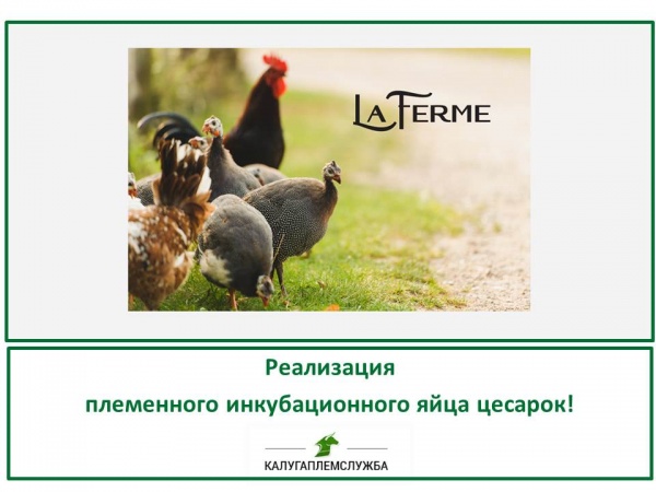 Реализация племенного инкубационного яйца цесарок!